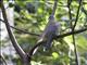 Spotted Dove (Streptopelia chinensis)