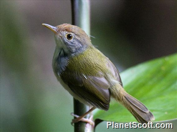 Common Tailorbird (Orthotomus sutorius)