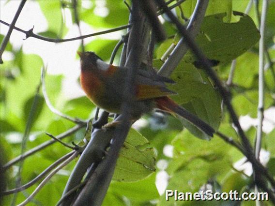 Silver-eared Mesia (Leiothrix argentauris)