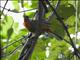 Silver-eared Mesia (Leiothrix argentauris)