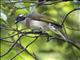 Light-vented Bulbul (Pycnonotus sinensis)