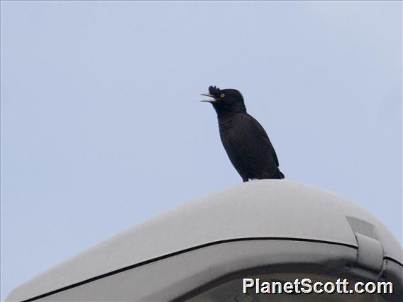 Crested Myna (Acridotheres cristatellus)