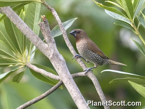 Scaly-breasted Munia (Lonchura punctulata)