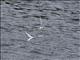 Black-naped Tern (Sterna sumatrana)