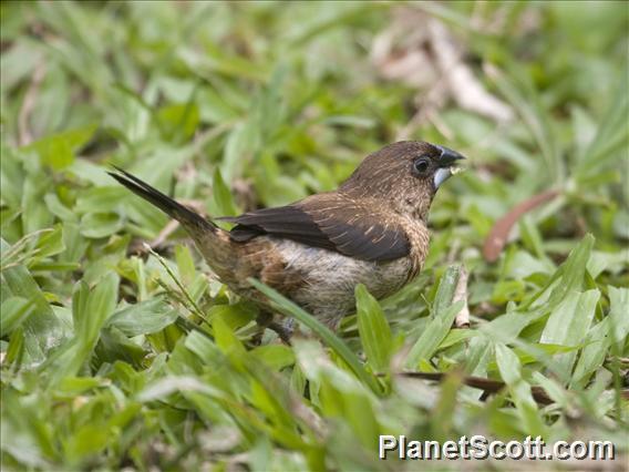 White-rumped Munia (Lonchura striata)