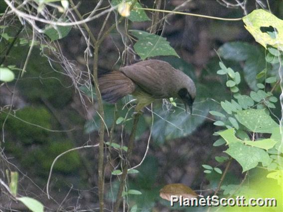 Masked Laughingthrush (Pterorhinus perspicillatus)