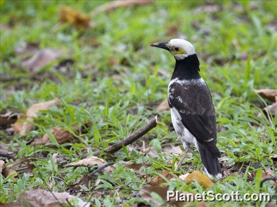 Black-collared Starling (Gracupica nigricollis)