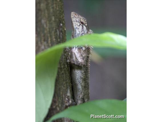 Oriental Garden Lizard (Calotes  versicolor)