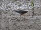 White-breasted Waterhen (Amaurornis phoenicurus)