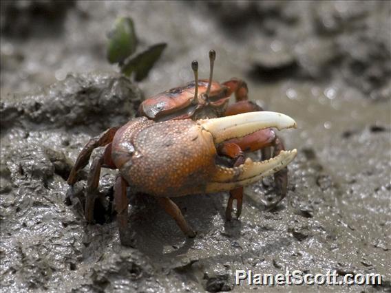 Fiddler Crab (Uca arcuata)