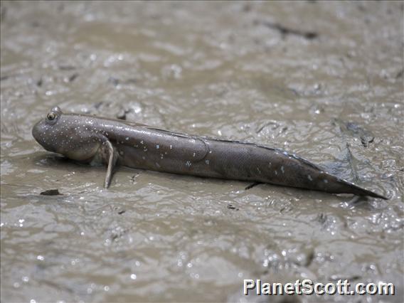 Blue-spotted Mudskipper (Periophthalmus pectinirostris)