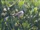 Sooty-headed Bulbul (Pycnonotus aurigaster)