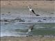 Black-winged Stilt (Himantopus himantopus)