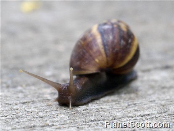 Giant African Land Snail (Achatina fulica)