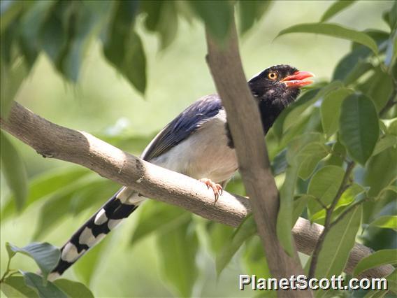 Red-billed Blue-Magpie (Urocissa erythroryncha)