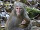 Rhesus Monkey (Macaca mulatta) - Baby Feeding