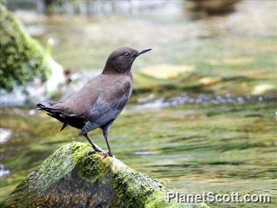 Brown Dipper (Cinclus pallasii)