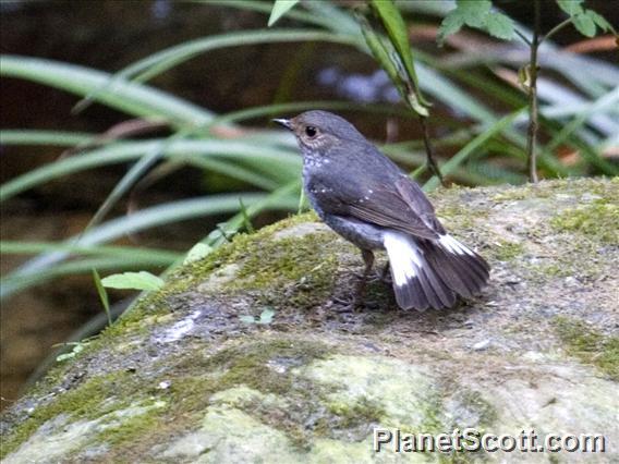 Plumbeous Redstart (Phoenicurus fuliginosus)