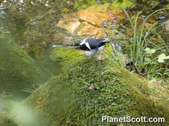 Slaty-backed Forktail (Enicurus schistaceus)