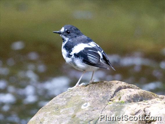 White-crowned Forktail (Enicurus leschenaulti)