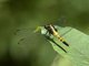 Skipper (Orthetrum sp)