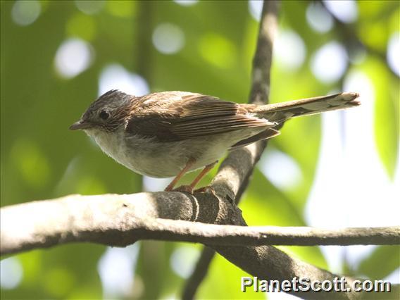 Indochinese Yuhina (Staphida torqueola)