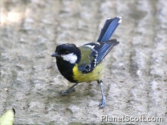 Green-backed Tit (Parus monticolus)