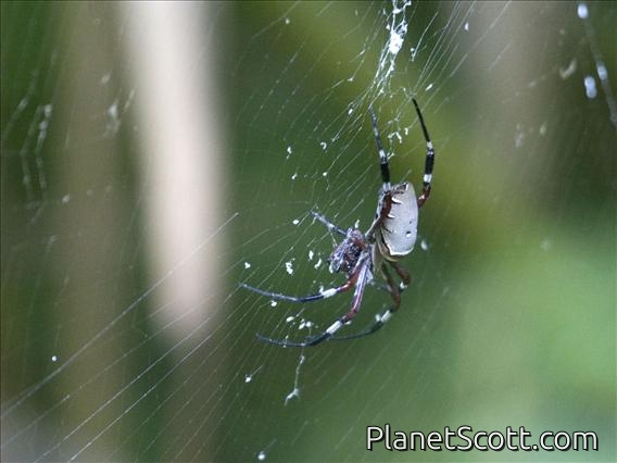 Orbweaver Spider (Argiope ocula)