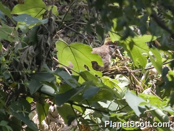 White-browed Laughingthrush (Pterorhinus sannio)