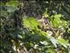 White-browed Laughingthrush (Ianthocincla sannio)