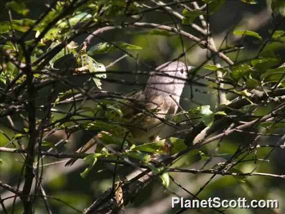 David's Fulvetta (Alcippe davidi)