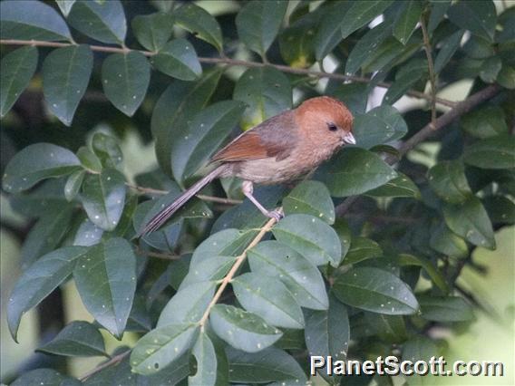 Vinous-throated Parrotbill (Suthora webbiana)