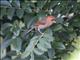 Vinous-throated Parrotbill (Sinosuthora webbiana)