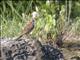 Meadow Bunting (Emberiza cioides) - Female