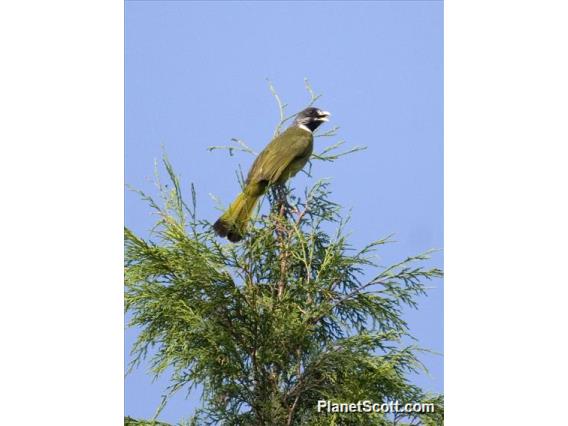 Collared Finchbill (Spizixos semitorques)