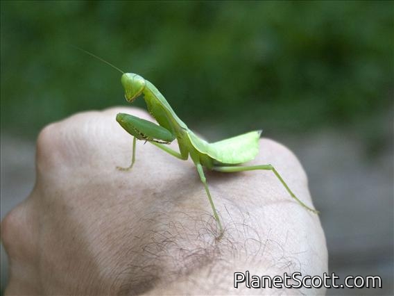 Chinese Reddish Mantis (Hierodula chinensis)