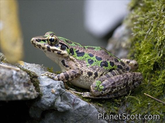 Frog (Odorrana sp)