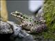 Unidentified Frog (Rana ssp.)