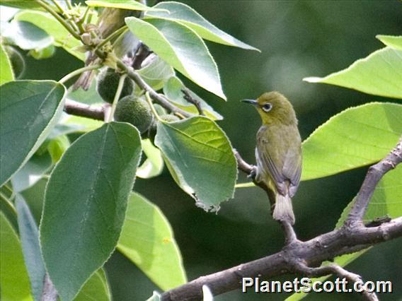 Swinhoe's White-eye (Zosterops simplex)