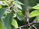 Swinhoes White-eye (Zosterops simplex)