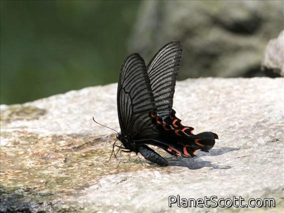 Elwes' Swallowtail (Papilio elwesi)