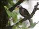 Black Bulbul (Hypsipetes leucocephalus)