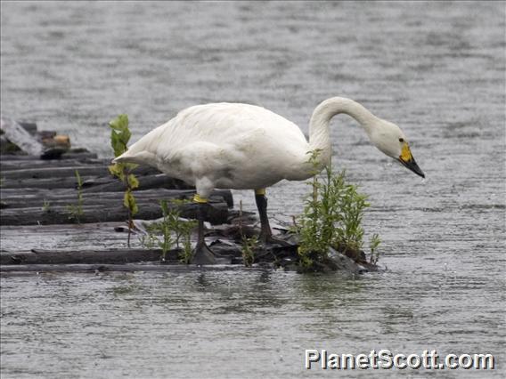 Tundra Swan (Cygnus columbianus)