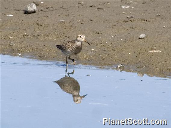 Pectoral Sandpiper (Calidris melanotos)