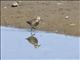 Pectoral Sandpiper (Calidris melanotos)