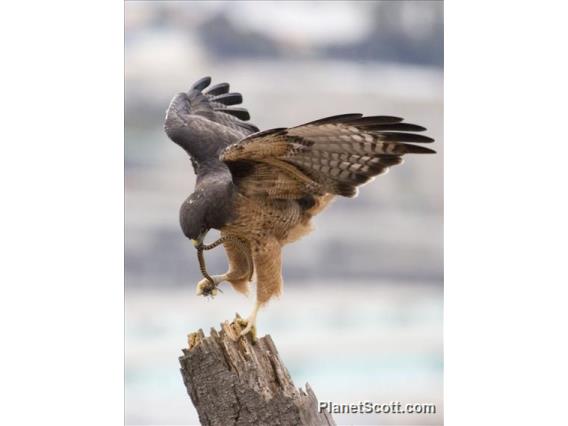 Red-tailed Hawk (Buteo jamaicensis)