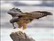 Red-tailed Hawk (Buteo jamaicensis)