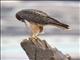 Red-tailed Hawk (Buteo jamaicensis) - Eating Gopher Snake