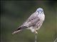 American Kestrel (Falco sparverius)