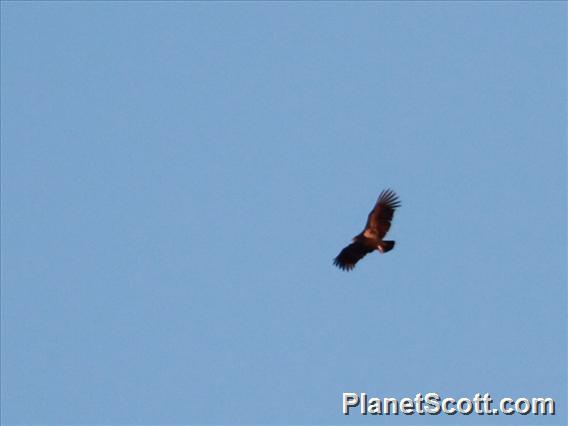 California Condor (Gymnogyps californianus)